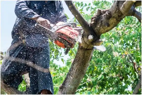 tree services Gunter